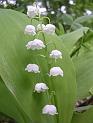 1 mei, 11de rallye du muguet